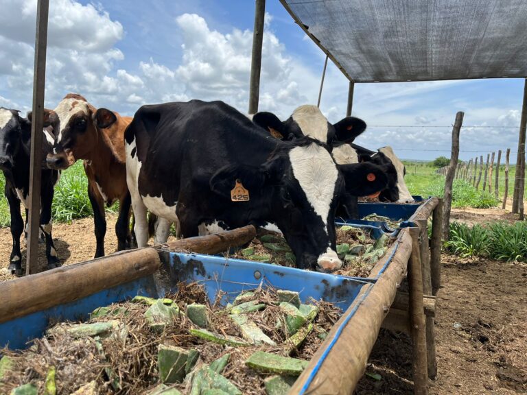 Rally Forrageiras leva soluções à pecuária leiteira em Sergipe