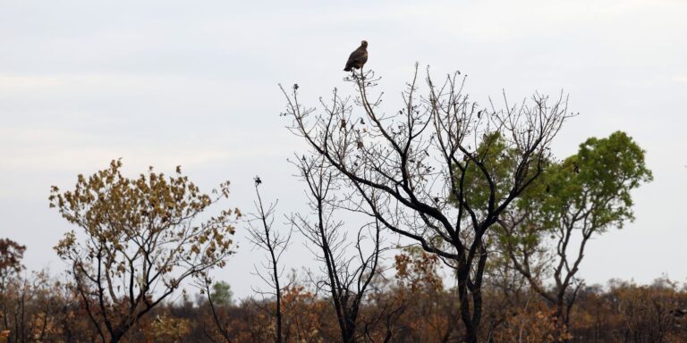 Desmatamento no Cerrado recua 18,9% em agosto, aponta Inpe